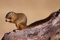  écureuil, Zimbabwe, Hwange, safari 